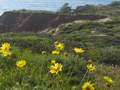 torrey-pines-state-reserve.jpg