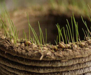 A Chia Pet for the MakerBot Generation?  3D 'Grass Printer' Prints Objects out of Grass