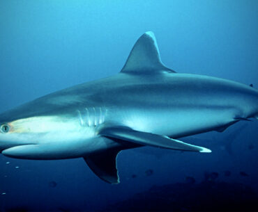 The Modified Jawzall Power Saw Cuts with Actual Shark Teeth