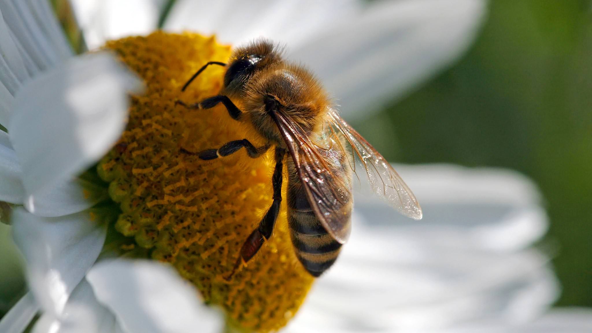 Seedles Plans to Grow One Billion Wildflowers, Save the Bees, Save the World