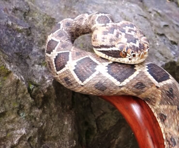 Making of a Hand-carved Rattlesnake Cane