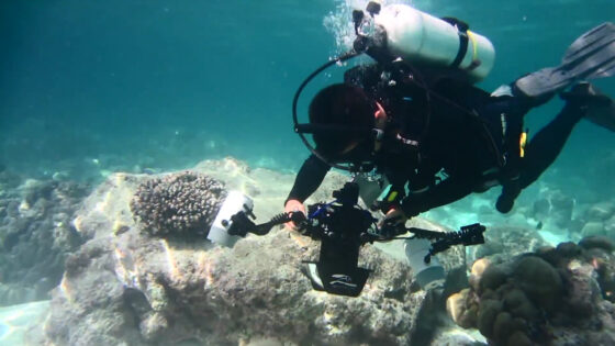 1. Section of reef scanned