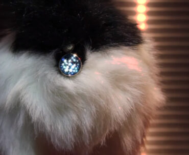 Twinkle Tush Is a Jewelry Design to Cover Your Cat’s WHAT