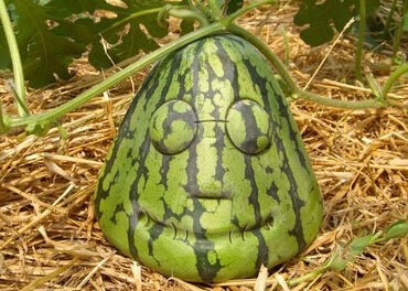 Molded Watermelons in Japan Sure Come In A Lot of Weird Shapes