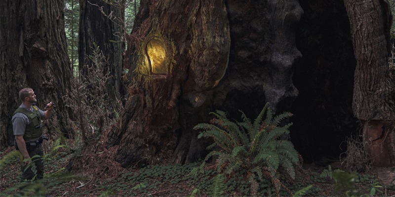 Hunting the Redwood Poachers