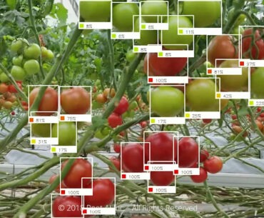 Root AI Ripe Fruit Analysis