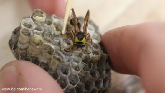 wasp nest resin gear shift knob