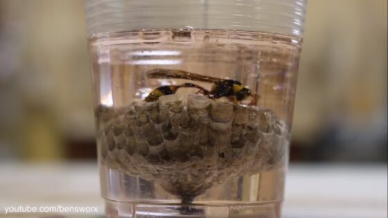 wasp nest resin gear shift knob