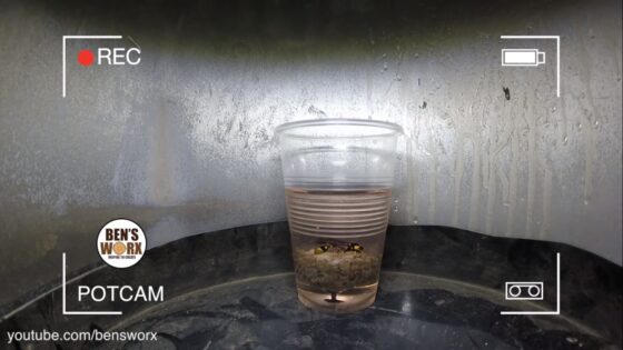 wasp nest resin gear shift knob