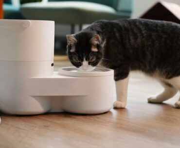 Drinkie Automates Your Pet’s Drinking Time drinkie